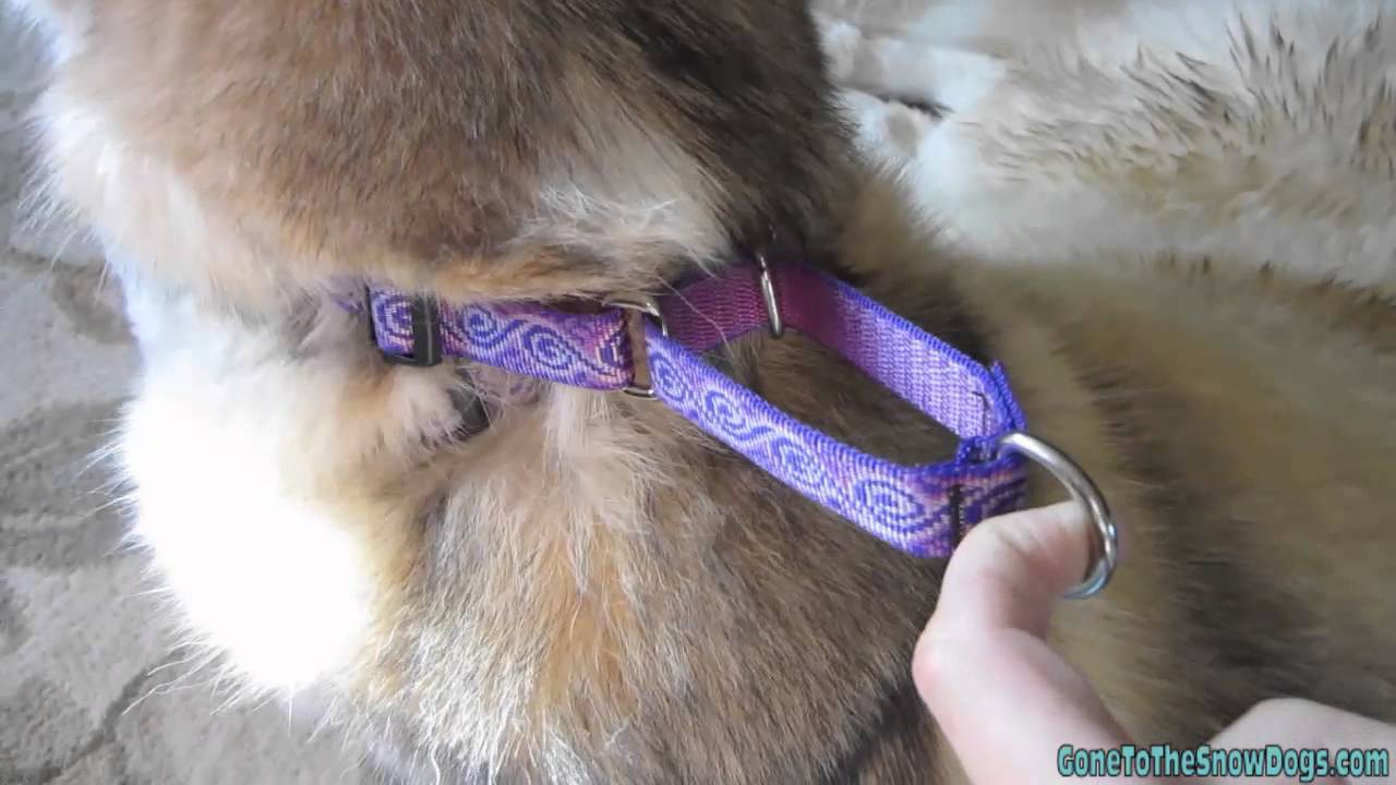 lupine martingale dog collar