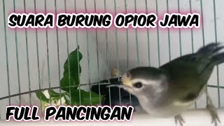 Opior Jawa suara Full gacor pancingan mantap untuk semua burung Opior ‼️@ponirankwokchannel