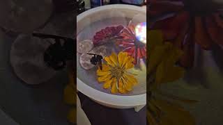 Buh-Bumba Bubbling Bumblebee short #resinart #bumblebee
My wife found a deceased bumblebee on our back porch and I thought it would look really cool in resin. I let it dry out for over 2 weeks. I also dried some beautiful zinnias to use in this project. Let me know what you think.
If you would like to support my resin efforts, why not buy me a coffee:
https://www.buymeacoffee.com/BassResinator
or send whatever you can to my CashApp: $BassResinator
You can also join the channel membership. If you wish to join, click the join button.
My Amazon wishlist is here (hint, hint), in case anyone would like to have some happy mail sent my way. https://www.amazon.com/hz/wishlist/ls/2Z6M3YJJYUIZB?ref wl_share
If youd like to send me something to try out, ship to:
2217 E 28th Street
Mission, TX 78574 USA
Promise Epoxy deal - $20 off of the order - https://i.refs.cc/Mo0T6pwD?smile_ref=eyJzbWlsZV9zb3VyY2UiOiJzbWlsZV91aSIsInNtaWxlX21lZGl1bSI6IiIsInNtaWxlX2NhbXBhaWduIjoicmVmZXJyYWxfcHJvZ3JhbSIsInNtaWxlX2N1c3RvbWVyX2lkIjoyMDMxNjEwMDQwfQ%3D%3D
If you see any of my pieces and are interested in purchasing one or more, private message me here or on my business email (epalbino@bassresinator.biz).
Products Used:
Resins -
+ Fast Cure: https://promiseepoxy.com/products/promise-fast-cure-resin?variant=45977659801819
+ Deep Pour: https://a.co/d/0bPVHEkY
Chameleon Holographic Powders - https://toonpish.com/products/pre-order-toonpish-crafts-holographic-chameleon-mica-powder
Mold - https://a.co/d/0bHvH94e
Dead bumblebee found on back porch
Dried zinnias from my sisters garden
@promiseepoxy @toonpish_crafts @unicone_art Buh-Bumba Bubbling Bumblebee short #resinart #bumblebee