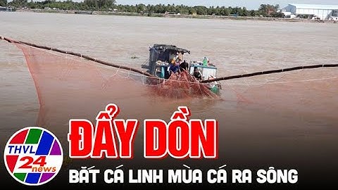 Đẩy dồn bắt cá linh mùa cá ra sông