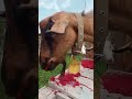 Коза ест что-то красное. Что это?