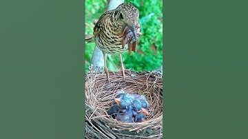 سورة آل عمران القرآن الكريم مع القراء محمد الفقيه ماشاء الله تبارك الرحمن