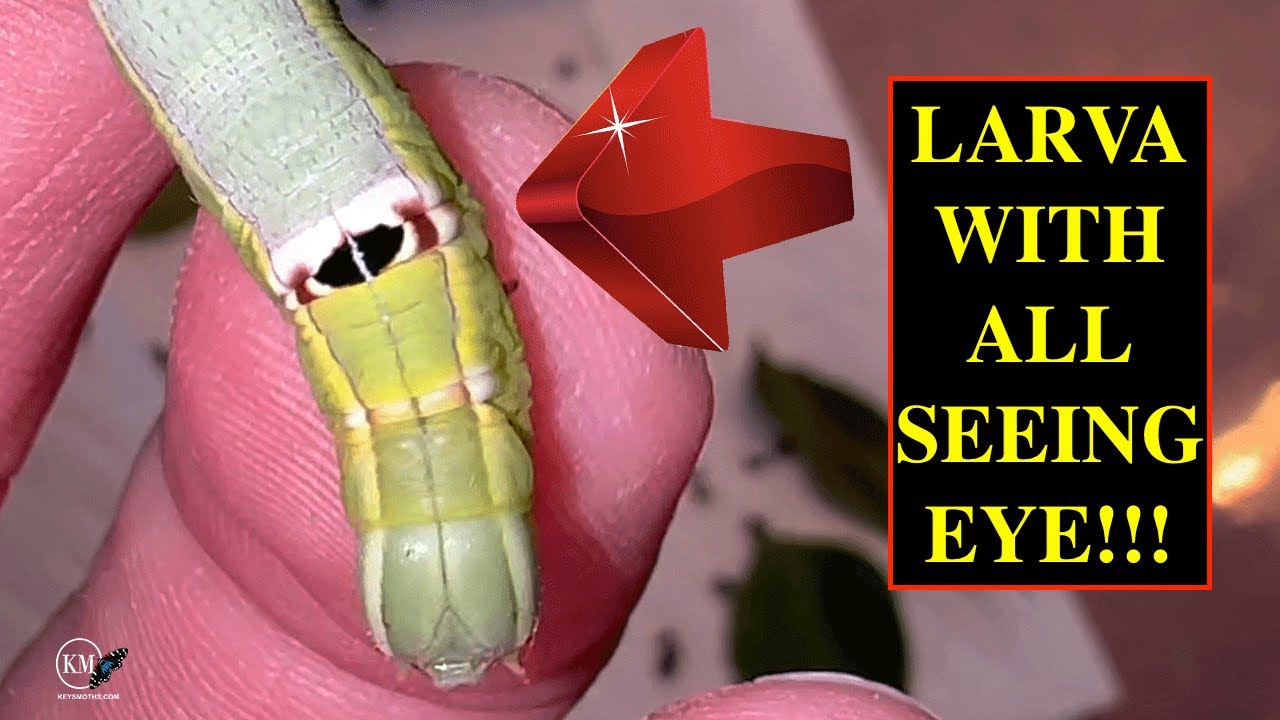 CATERPILLAR WITH AN ALL SEEING EYE!