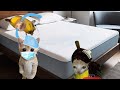 Baby Banana Cat Videos 😺❤️ 2 Minutes Episode 8