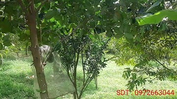 Bán 5 sào xã láng lớn huyện châu đức BRVT