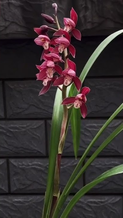 How amazing to grow orchids propagate plant fast and easy #3862