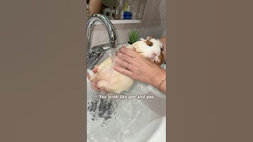 My stinky little baby🥹Washing Guinea pig #cutepets #cuteandfluffy #cuteanimals #funnypets #petlover