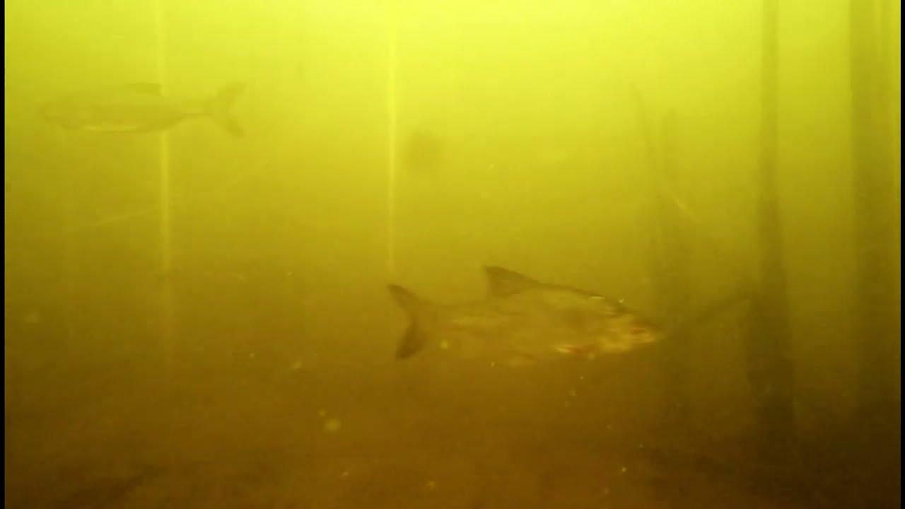 чехонь рыба. много рыбы. рыба камчатки чавыча. видео где рыба. лосось чавыча.