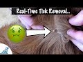 How To Take A Tick Off Your Dog - Professional Dog Training Tips