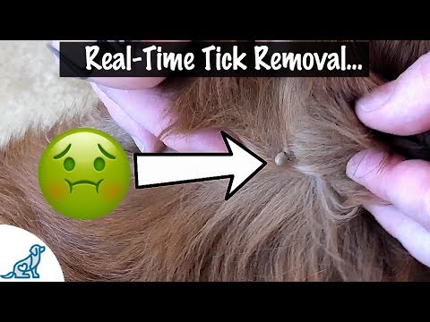 Video: What To Do If Your Dog Has A Tick