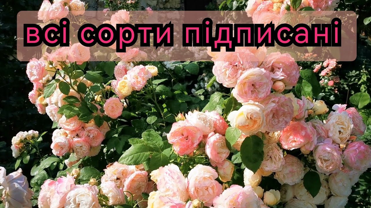 Троянди-зірки🤩 моєго саду+компаньйони ♥️