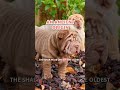5 CHARACTERISTICS of the SHAR PEI 🤎