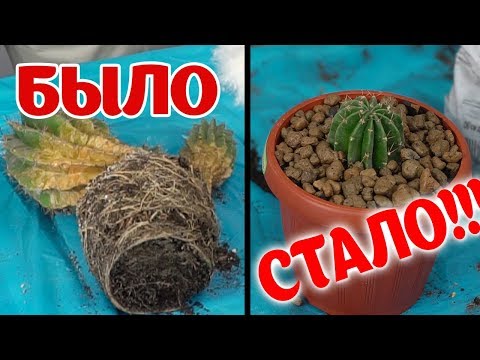 Video: Naredite Zemljo Za Kaktuse, V Kaj Posaditi Kaktus