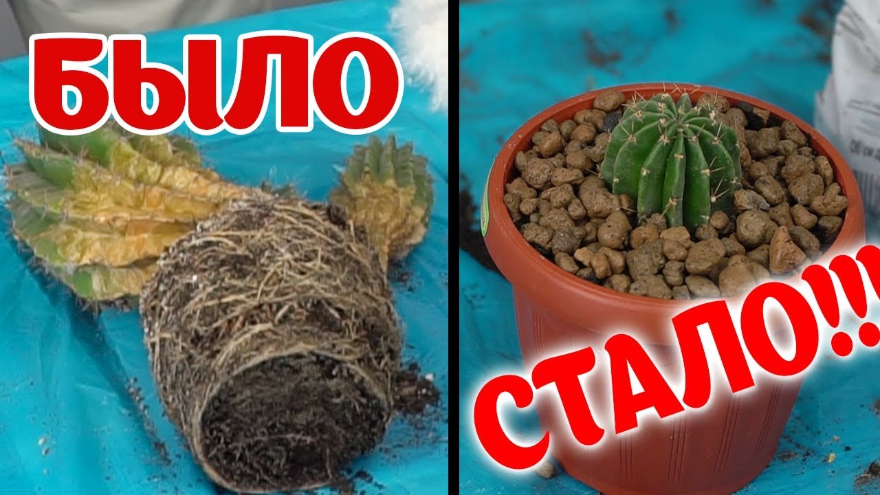 Как спасти кактус от сухой гнили и правильно его укоренить? Пересадка кактуса