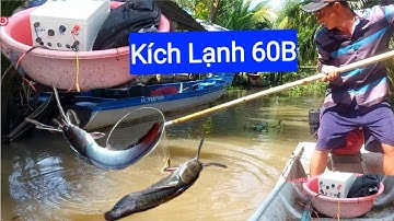 Test thực tế kích lạnh 60B cá da trơn | Điện Tử Nguyễn Sự |