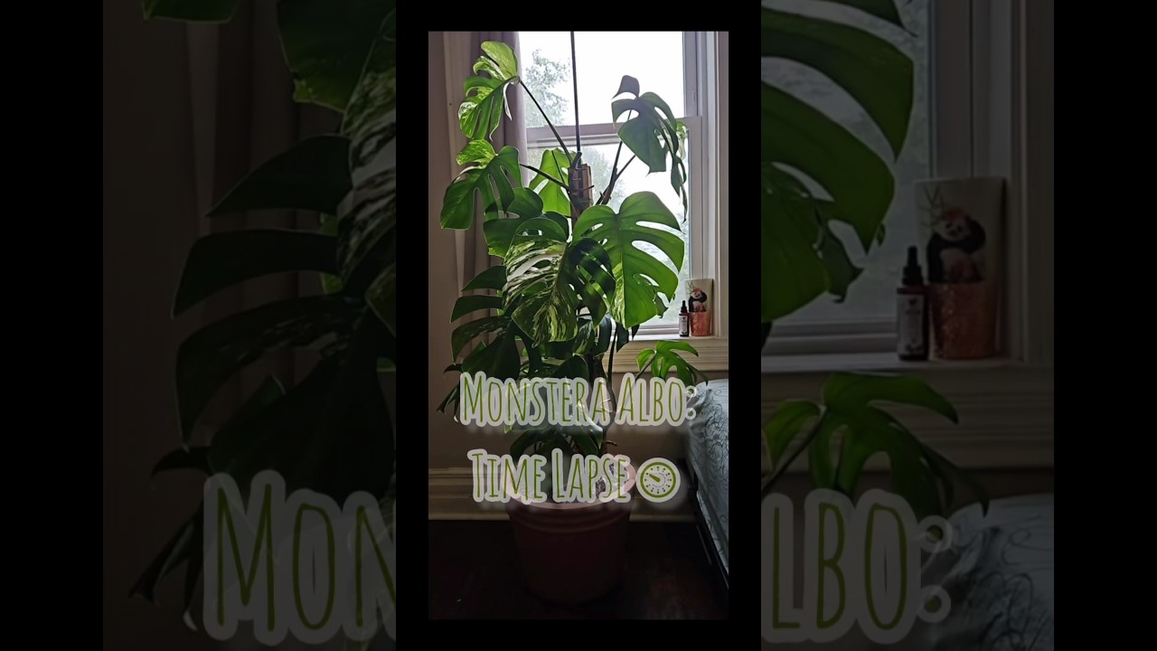 Monstera Albo time lapse 