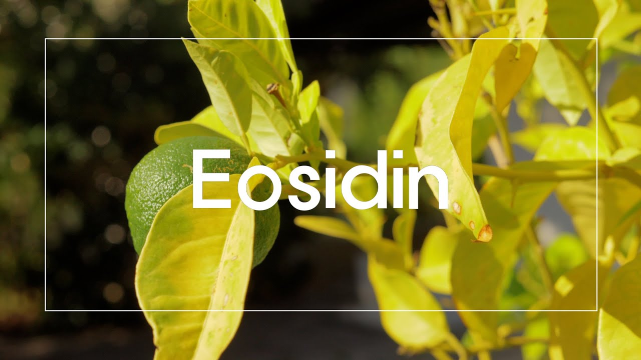 Eosidin - 바이오스펙트럼