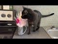 The Secret to a Healthy Cat: Digestion-Boosting Treats You Need to Know | Pet Greens