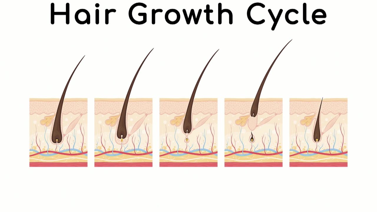 Complete human hair Cycle  Ak Clinics