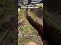 Roots Getting Into Drainage Pipes - Failed Corrugated Drain Pipe