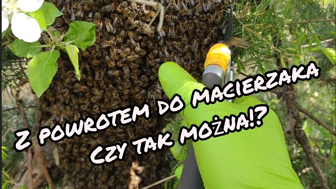 1/2Jak zwrócić rój do ula macierzystego      czy tak się da ?!! 2 maja #dlaciebie