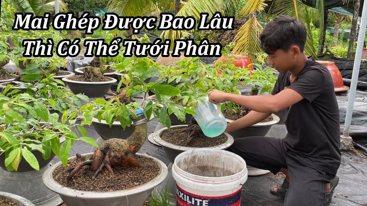 Mai Ghép Được Bao Lâu Thì Có Thể Tưới Phân - Mai Vàng Duy Hiếu