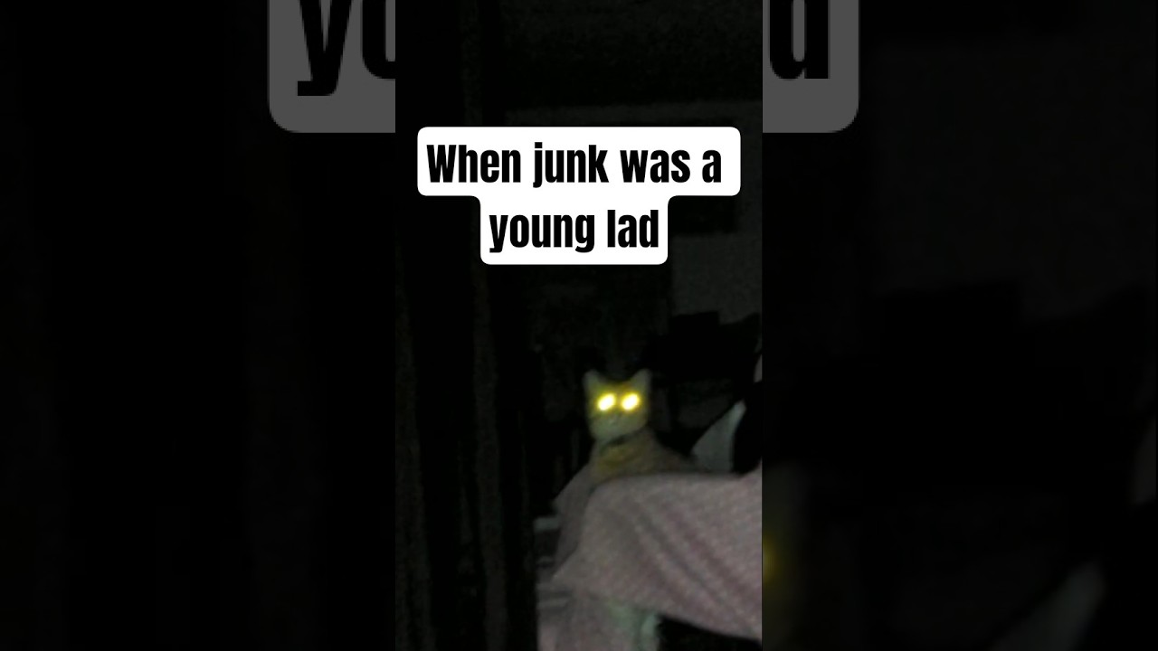 Junk is a wobbly boy #shorts #wobblycat