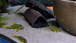 L200 Green Phantom & L240 Vampire Pleco