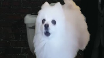 Skibidi Dog Toilet 14