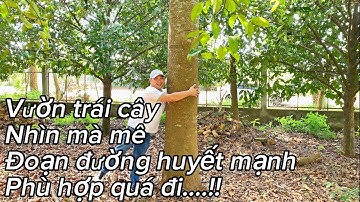 Chú già rồi không làm nổi thắc bụng bán mảnh vườn cực kỳ tâm huyết nhìn mê thật tại bà rịa Vũng tàu