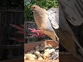 Slow-Motion Dove &amp; Bluejay Landing on Bird Feeder #slowmotion #nature #wildlife #birds