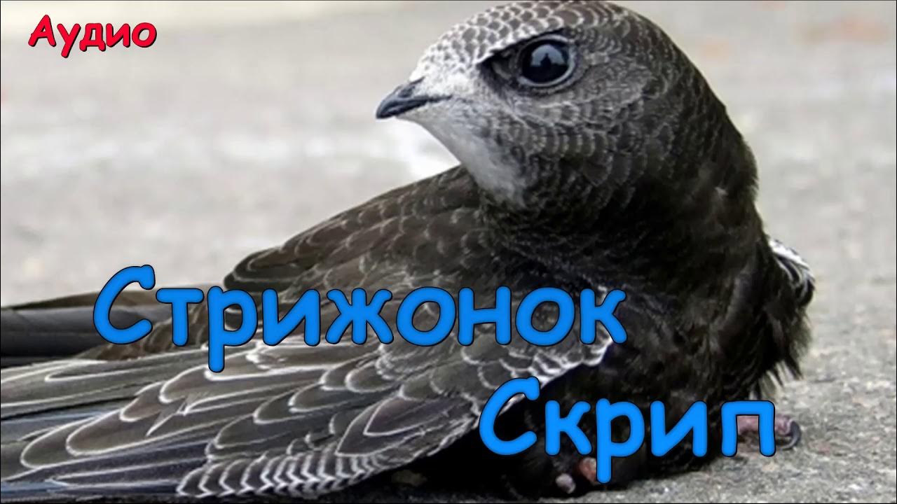 Стрижонок Скрип. Виктор Астафьев. - YouTube