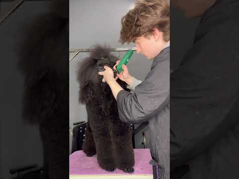 Video: Pekingese