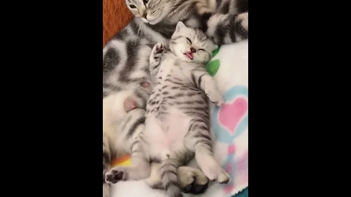 Video 8926141: kitten kitty cutecat catlover, cats catlover kittycat kitten, kitten catlover cute kittycat, catlover kittycat funny kittens