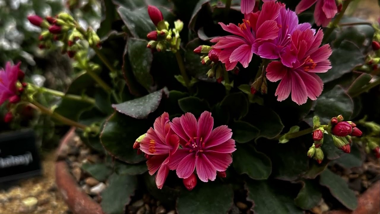 Vlog 87 - Lewisia and other plants for rock garden