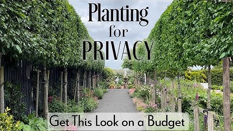 Tips on How to Create a Hedge on Stilts (Pleaching Trees)