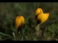 Krokusse