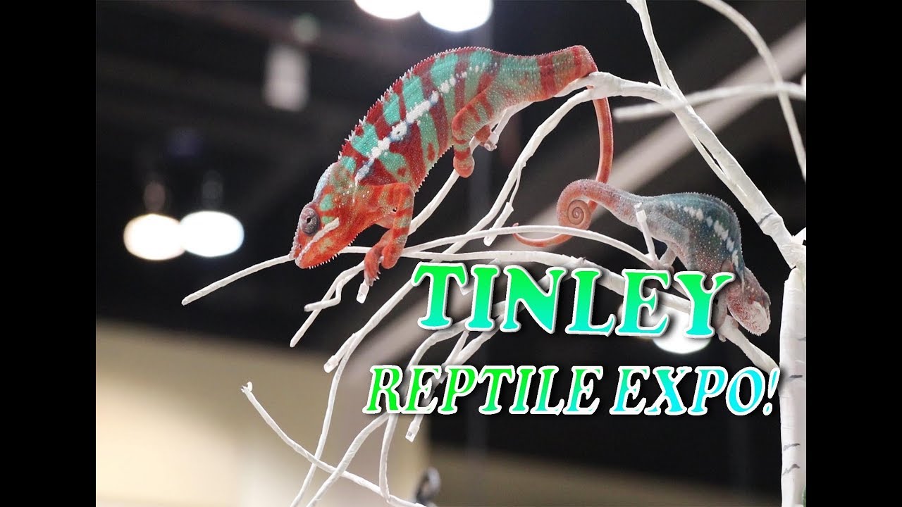 TINLEY PARK REPTILE EXPO FALL 2018 YouTube