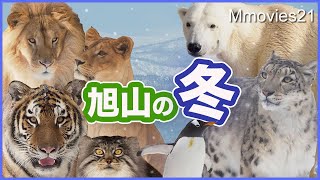 【冬のおでかけ旭山動物園】新しい仲間・命の誕生・旅立ち・新施設・雪とたわむれる動物たち