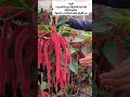 نبات ذيل القط أكاليفا هيسبادا الشنيل Acalypha Hispida Plants اكسبلور اشجار Garden Fruit نباتي 