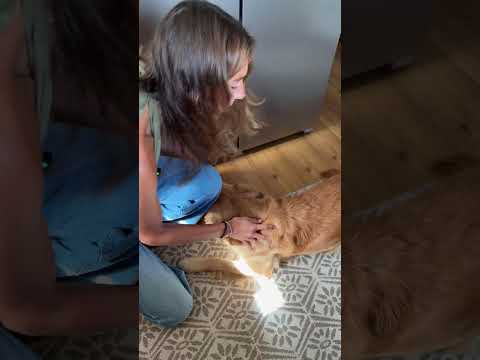 POV: dein Besuch mag keine Hunde #dogmom #hunde #hundevideos #comedy #goldenretriever