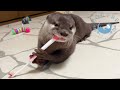 Little Otter Smugly Brushes His Teeth, But He&#39;s Not Done!