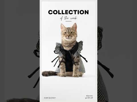 Video #shorts #pets #trending #catsoftiktok #xuhuong - youtube