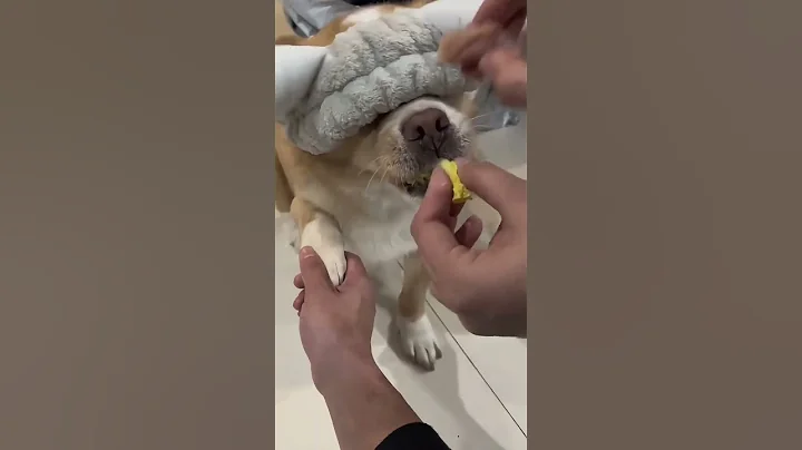 Video 11812791: cat dog animals pets, cat funny pets dog, cat dog pets cute, laugh cats dogs