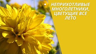 Неприхотливые многолетники, цветущие все лето. Лучшие многолетники.