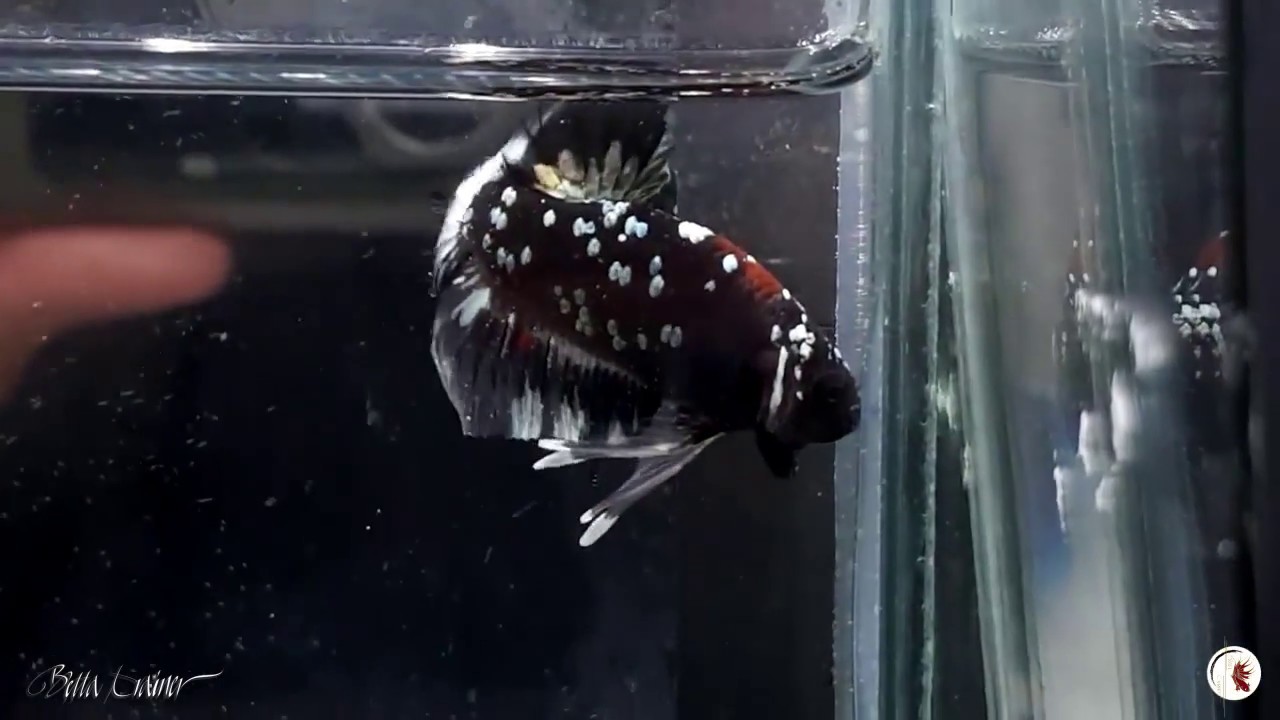 The beauty of Thai Bettas - Cá betta Thái Lan Tuyệt Đẹp - youtube