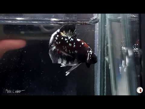 Video The beauty of Thai Bettas - Cá betta Thái Lan Tuyệt Đẹp - youtube