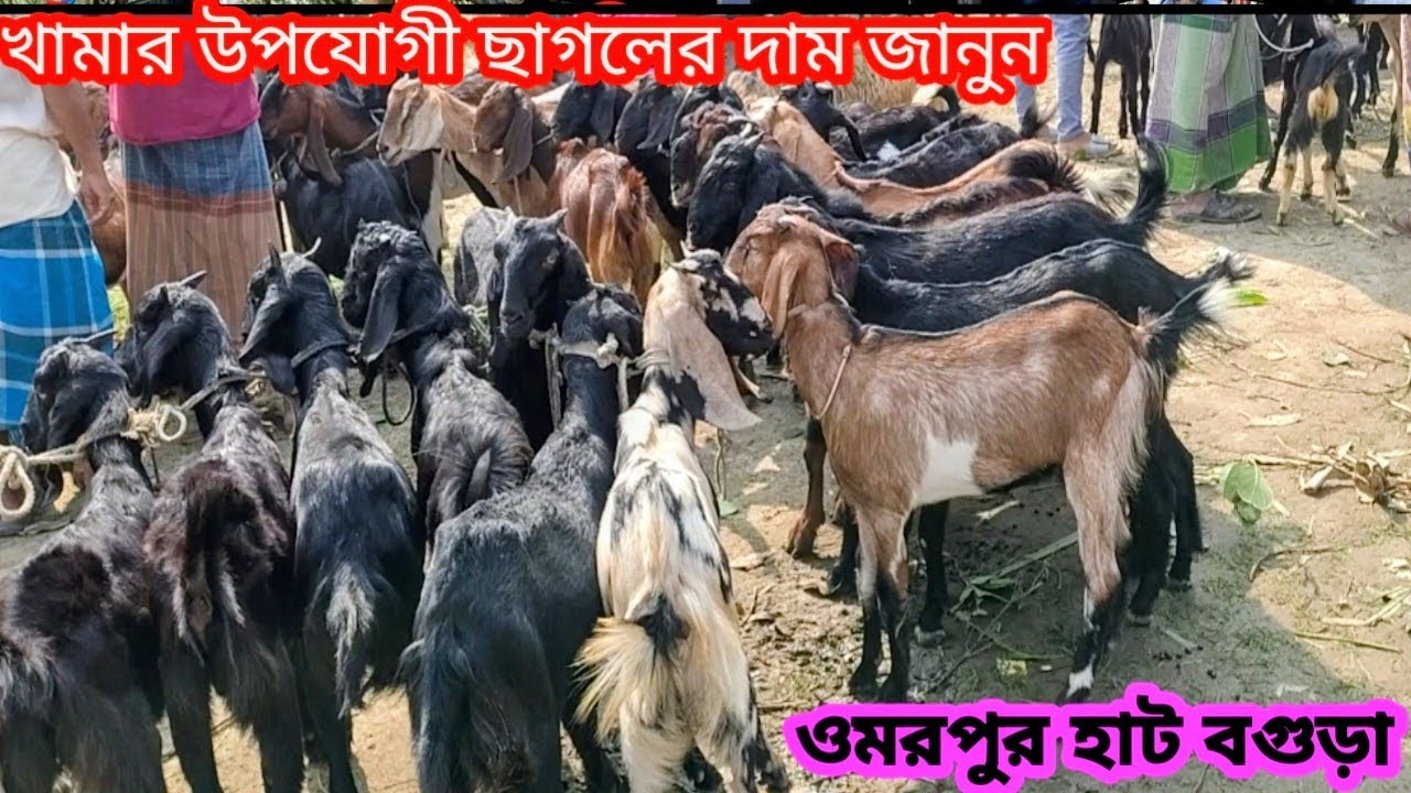 সবচেয়ে কম দামে খামার উপযোগী ছাগল কিনুন আজই||ছাগলের দাম দর ২০২৫||Goat price bd-2025||ওমরপুর হাট বগুড়া