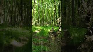 힐링 빗소리 뮤직 Healing rain sound, music 백색소음 ASMR | rain sounds