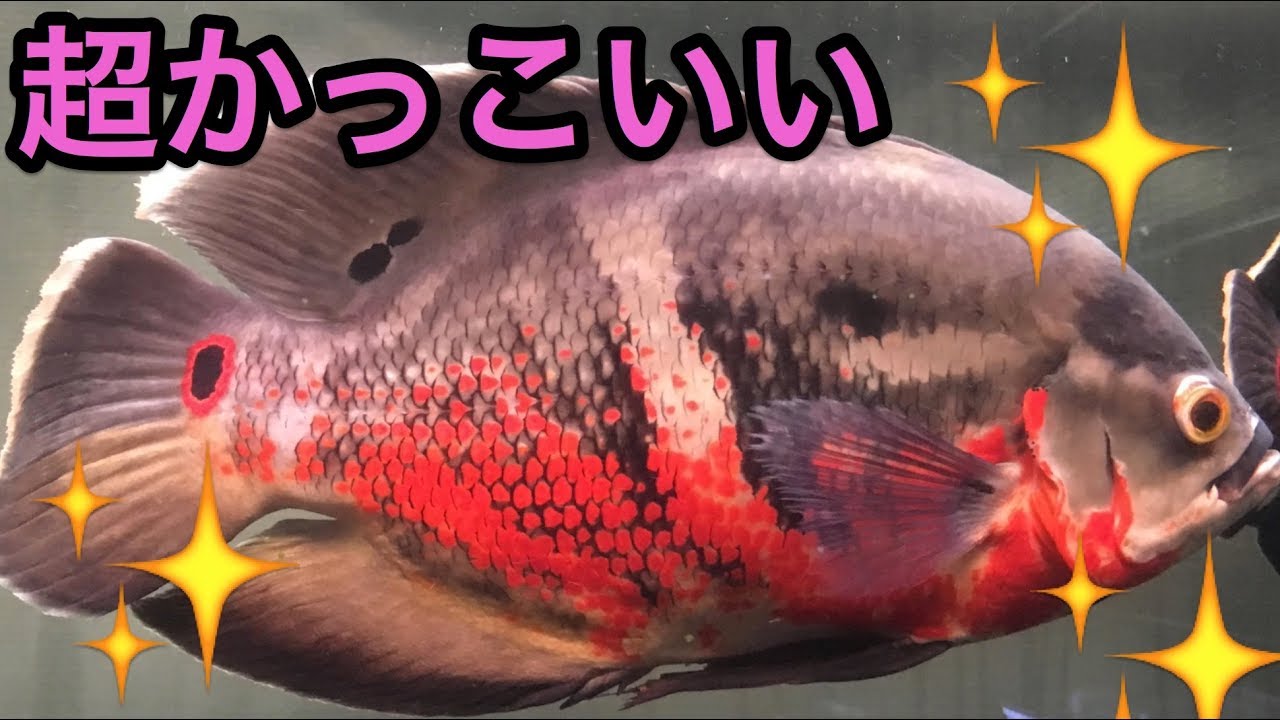 オスカーthe ムービー 最高峰のオスカー 熱帯魚 マニア宅訪問 Aquarium Astronotus Rubroocellatus レッドベリー Youtube